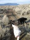 Three Dogs on River Hike Trail